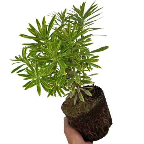 Euphorbia x martini 'Ascot Rainbow' (v) from Cedar Nursery, Cobham