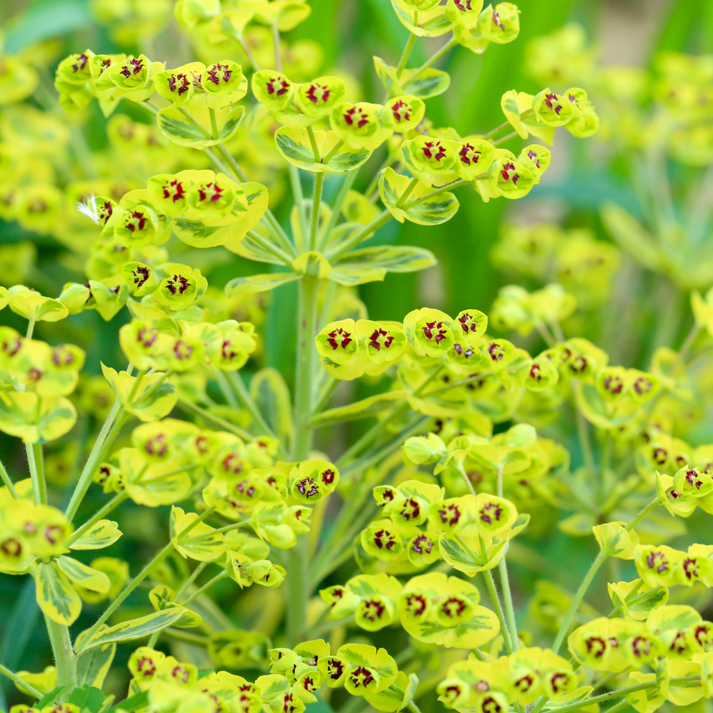 Euphorbia x martini 'Ascot Rainbow' (v) from Cedar Nursery, Cobham