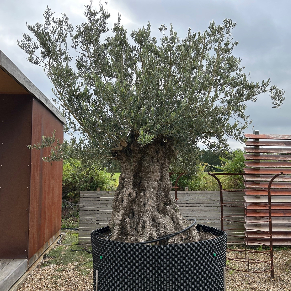 Very big Olive Tree for sale at Cedar Nursery, Surrey