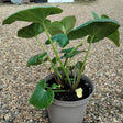 Farfugium japonicum 5 litre at Cedar Nursery Cobham