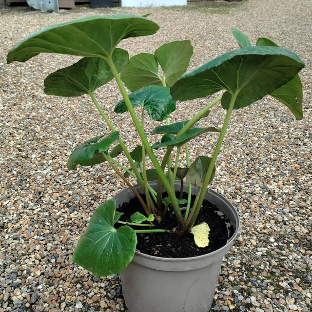 Farfugium japonicum 5 litre at Cedar Nursery Cobham