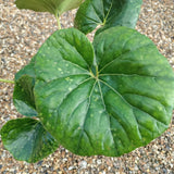 Close-up of the large green leaf of Farfugium at Cedar Nursry Cobham