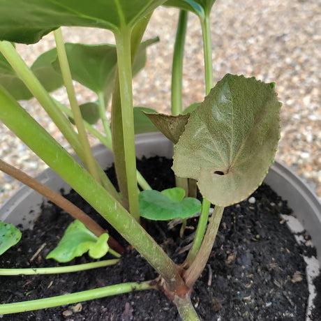 New leaf growing on a Farfugium at Cedar Nursery Cobham