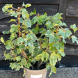 Buy Fatshedera lizei 'Variegata' direct from Cedar Nursery, Surrey