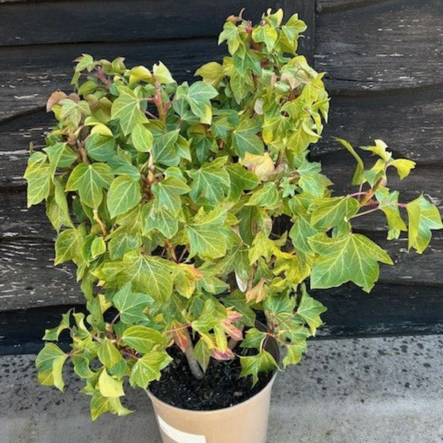 Buy Fatshedera lizei online from Cedar Nursery.