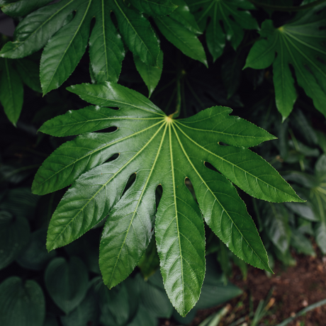 Fatsia japonica 3L at Cedar Nursery Surrey