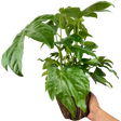 Fatsia japonica 3L at Cedar Nursery Surrey