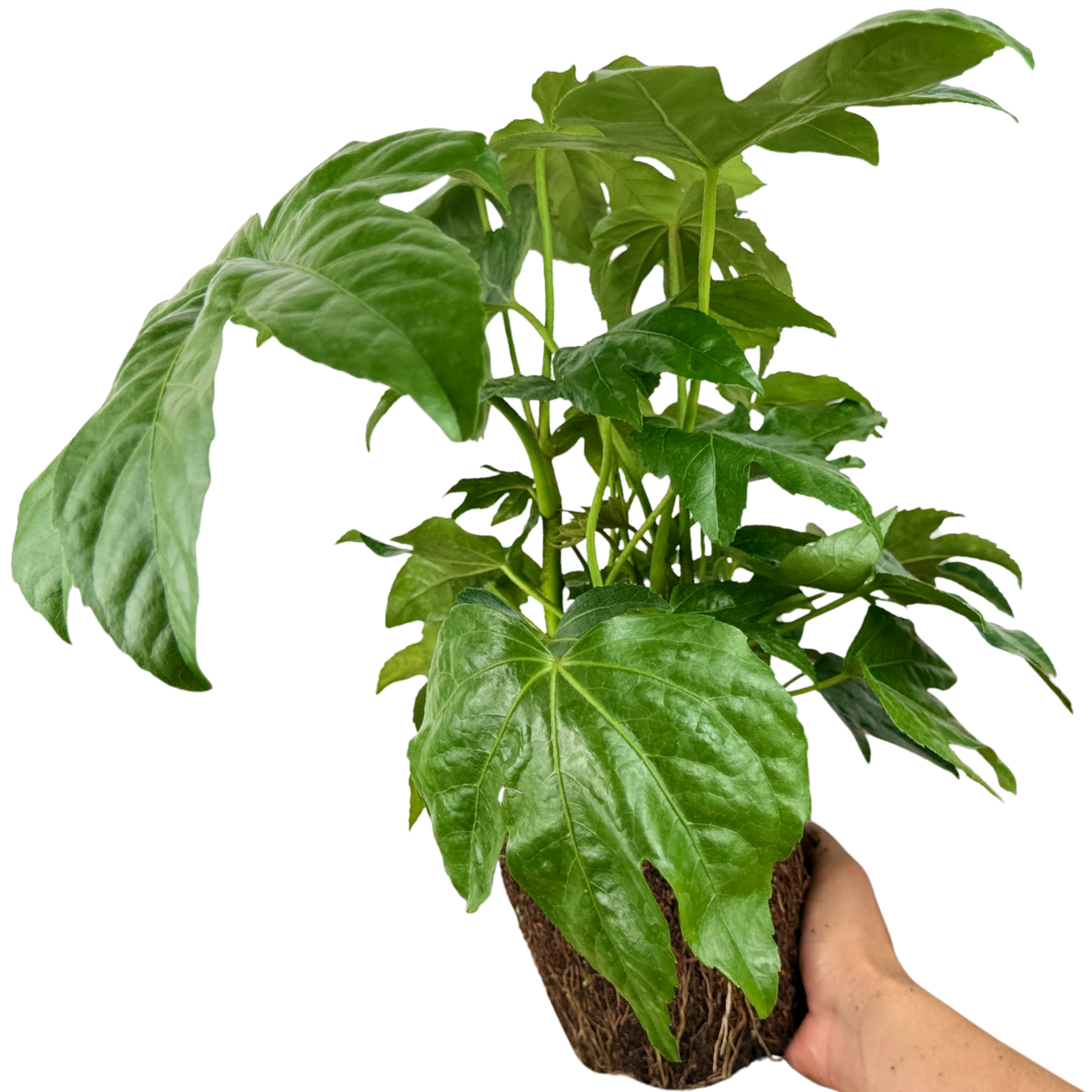 Fatsia japonica 3L at Cedar Nursery Surrey