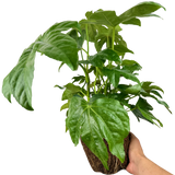 Fatsia japonica 3L at Cedar Nursery Surrey