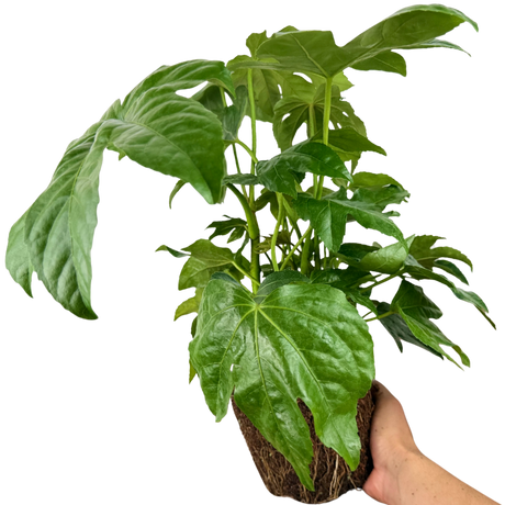 Fatsia japonica 3L at Cedar Nursery Surrey
