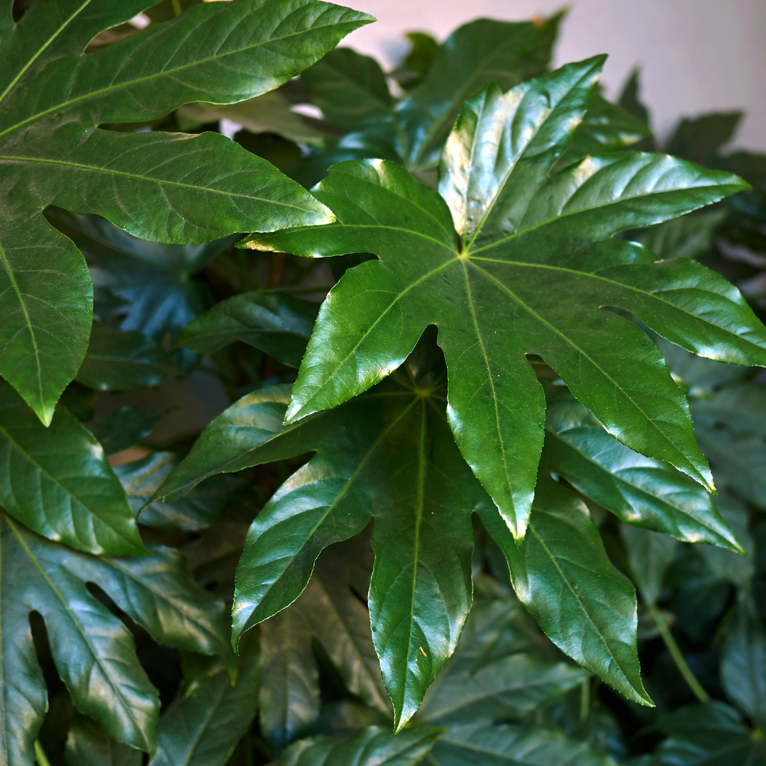 Fatsia japonica 3L at Cedar Nursery Surrey