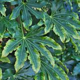 Fatsia japonica Camouflage 3L at Cedar Nursery Surrey