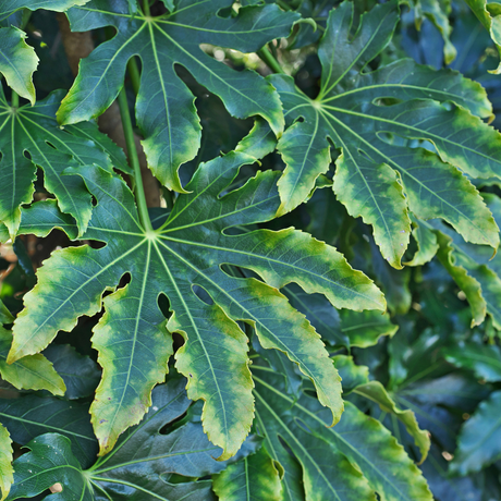 Fatsia japonica Camouflage 3L at Cedar Nursery Surrey