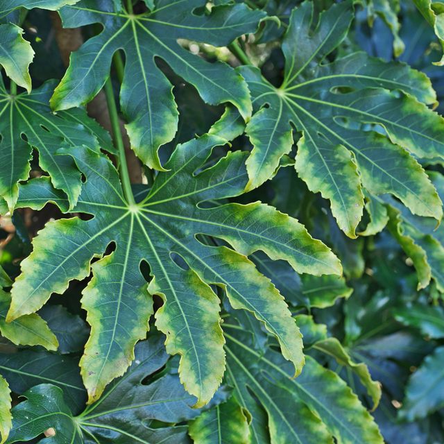 Fatsia japonica Camouflage 3L at Cedar Nursery Surrey