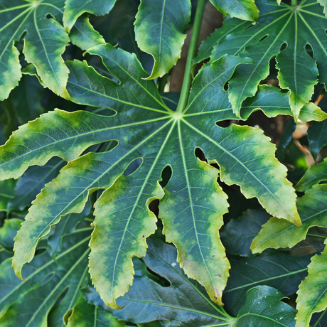 Fatsia japonica Camouflage 3L at Cedar Nursery Surrey