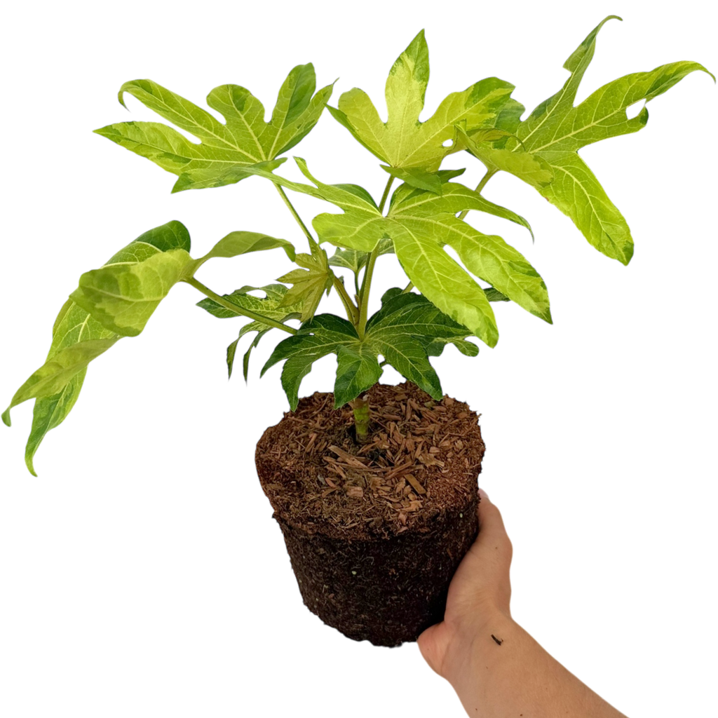 Fatsia japonica Camouflage 3L at Cedar Nursery Surrey