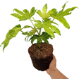 Fatsia japonica Camouflage 3L at Cedar Nursery Surrey