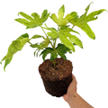 Fatsia japonica Camouflage 3L at Cedar Nursery Surrey