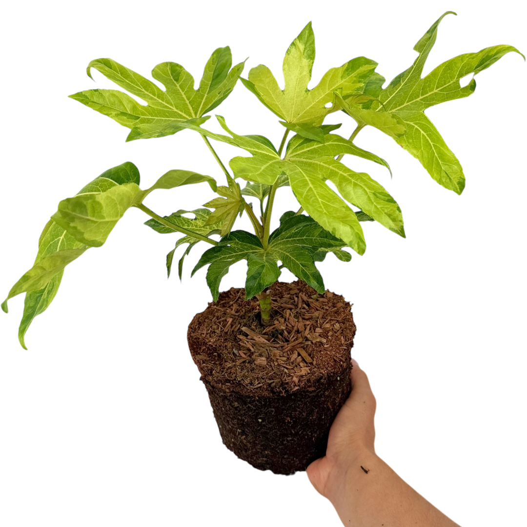 Fatsia japonica Camouflage 3L at Cedar Nursery Surrey