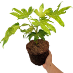 Fatsia japonica Camouflage 3L at Cedar Nursery Surrey