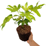 Fatsia japonica Camouflage 3L at Cedar Nursery Surrey