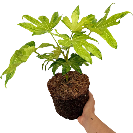 Fatsia japonica Camouflage 3L at Cedar Nursery Surrey