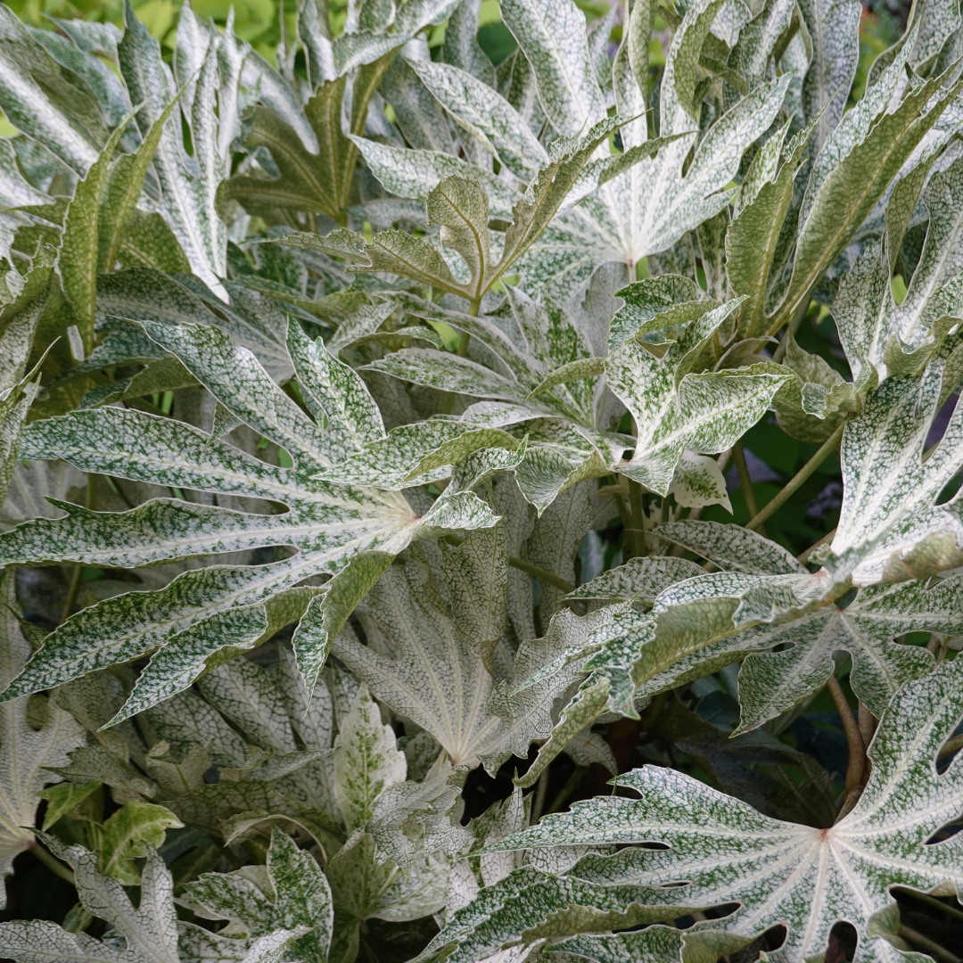 Fatsia japonica Spiders Web 3L at Cedar Nursery Surrey