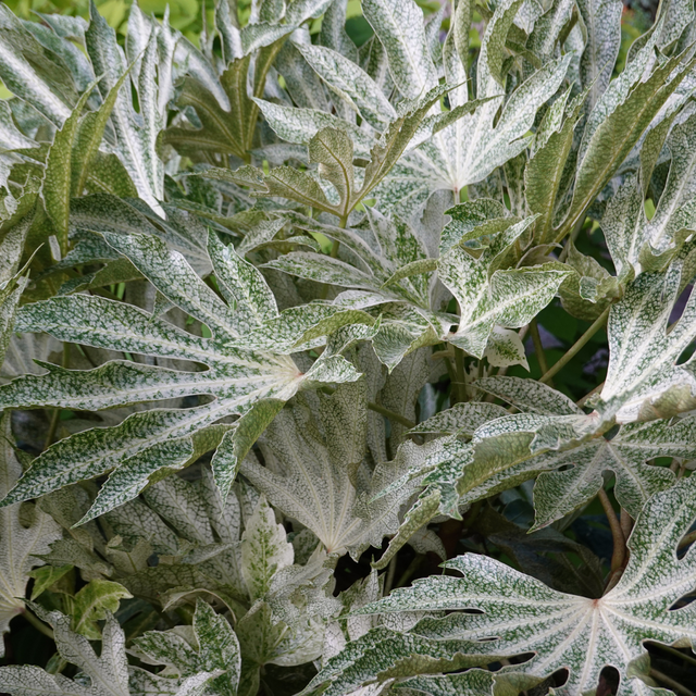 Fatsia japonica Spiders Web 3L at Cedar Nursery Surrey
