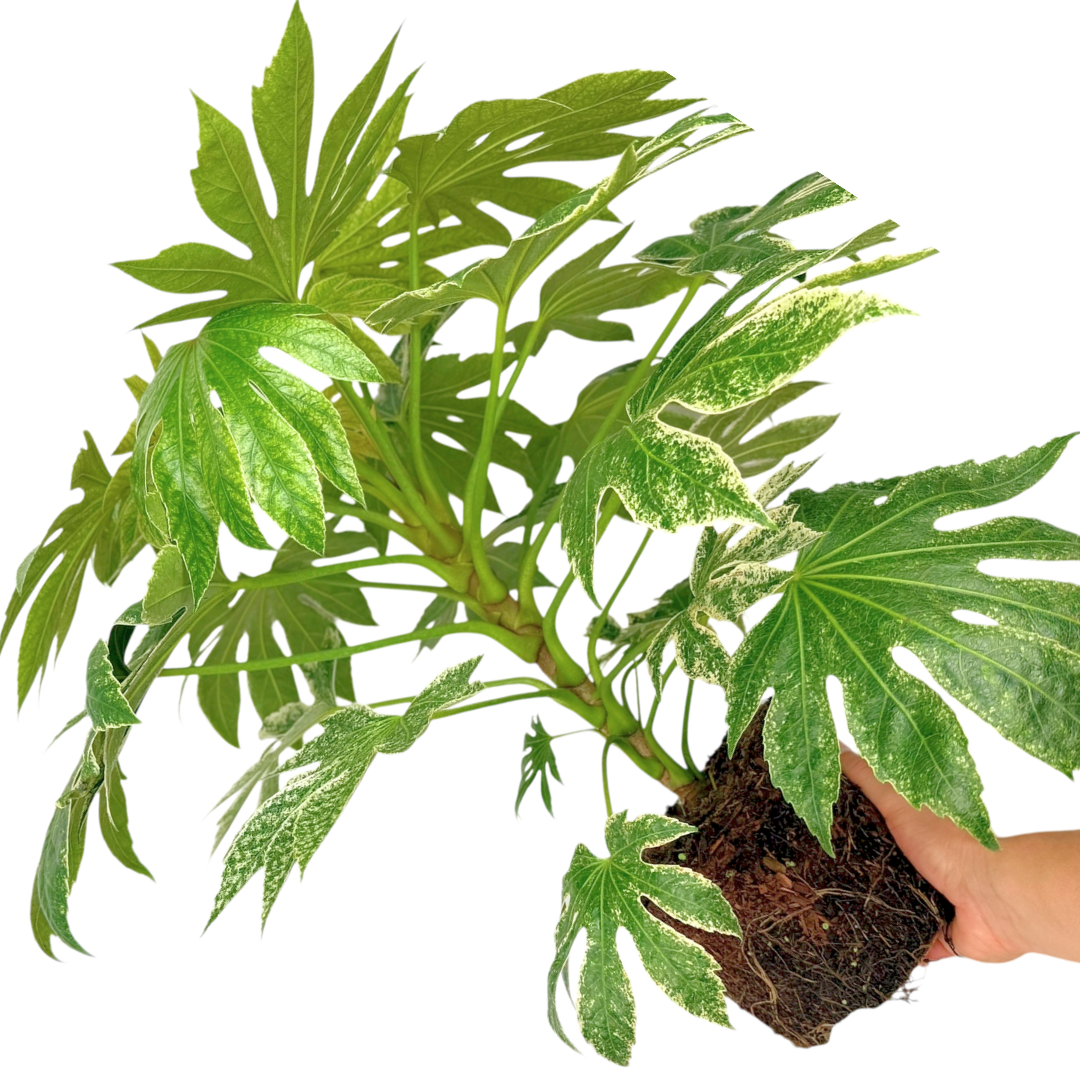 Fatsia japonica 'Spider's Web'