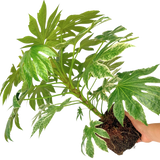 Fatsia japonica 'Spider's Web'