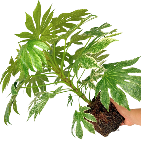 Fatsia japonica Spiders Web 3L at Cedar Nursery Surrey