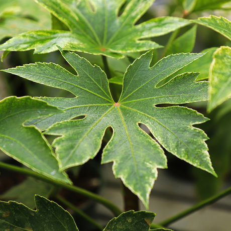 Fatsia japonica Spiders Web 3L at Cedar Nursery Surrey