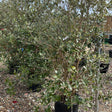 Feijoa sellowiana