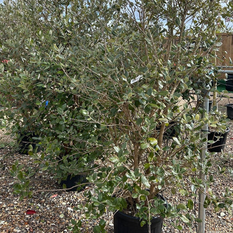 Feijoa sellowiana