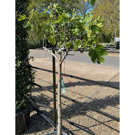 Ficus carica 'Madeleine des Deux Saisons'  - fig tree