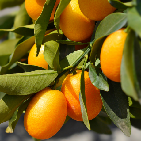 Fortunella spp syn Citrus japonica Kumquat 2L at Cedar Nursery Surrey