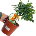 Fortunella spp syn Citrus japonica Kumquat 2L at Cedar Nursery Surrey