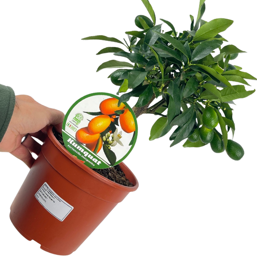 Fortunella spp syn Citrus japonica Kumquat 2L at Cedar Nursery Surrey