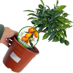 Fortunella spp syn Citrus japonica Kumquat 2L at Cedar Nursery Surrey