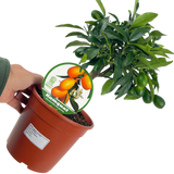 Fortunella spp syn Citrus japonica Kumquat 2L at Cedar Nursery Surrey