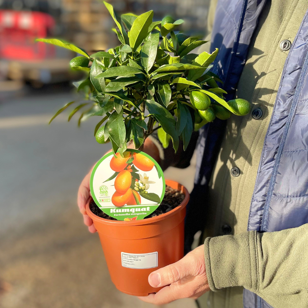 Fortunella spp syn Citrus japonica Kumquat 2L at Cedar Nursery Surrey