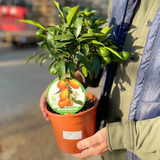 Fortunella spp syn Citrus japonica Kumquat 2L at Cedar Nursery Surrey