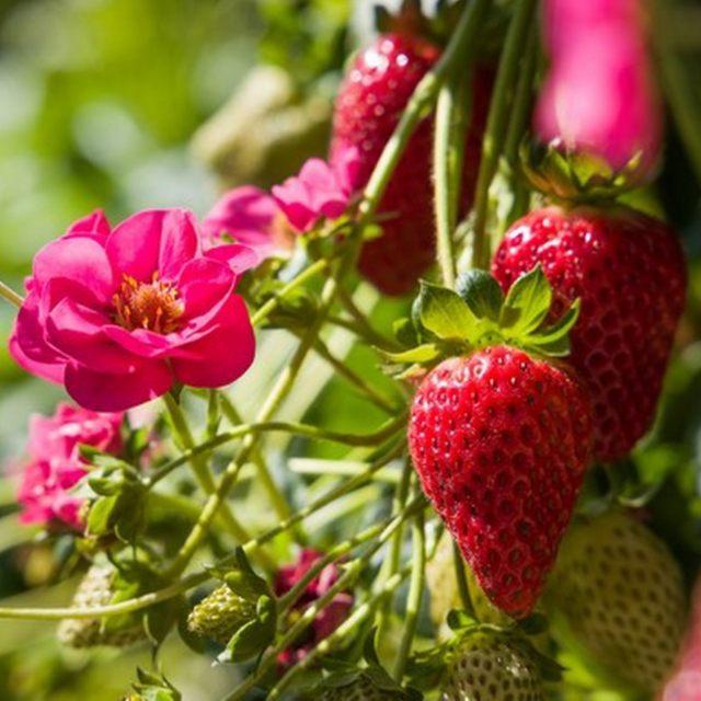 Fragaria x ananassa Summer Breese Rose Strawberry 2L at Cedar Nursery Surrey