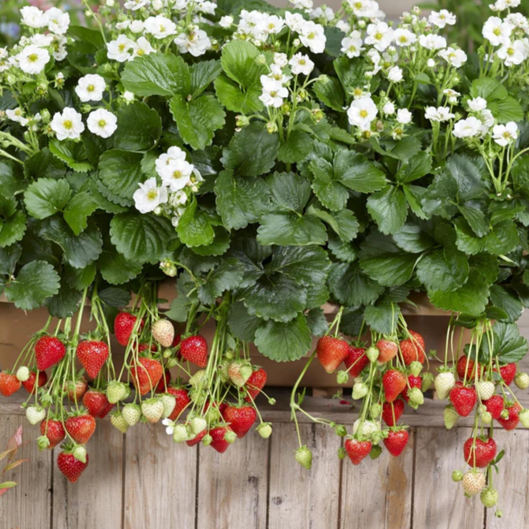 Fragaria x ananassa Summer Breese Snow Strawberry 2L at Cedar Nursery Surrey