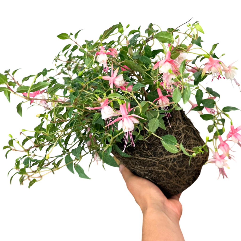 Fuchsia 'Alice Hoffman' (d) from Cedar Nursery, Cobham