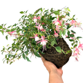 Fuchsia 'Alice Hoffman' (d) from Cedar Nursery, Cobham