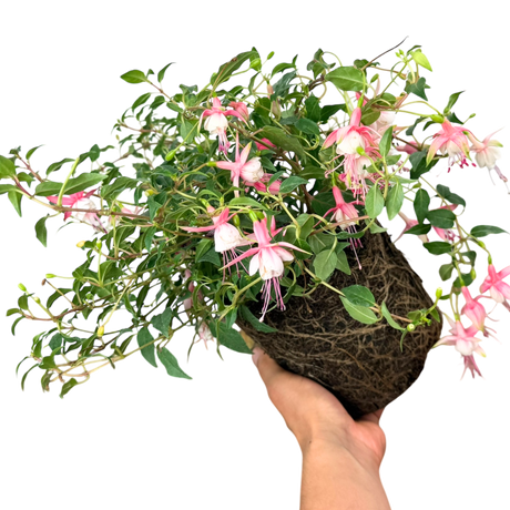 Fuchsia 'Alice Hoffman' (d) from Cedar Nursery, Cobham