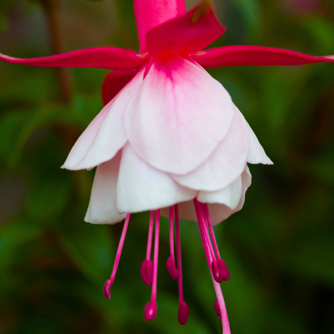 Fuchsia 'Alice Hoffman' (d) from Cedar Nursery, Cobham