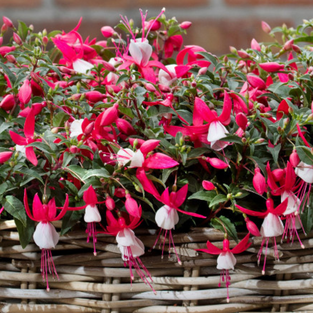 Fuchsia 'Bella Evita' from Cedar Nursery, Cobham