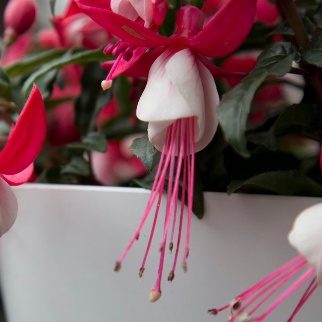 Fuchsia 'Bella Evita' from Cedar Nursery, Cobham